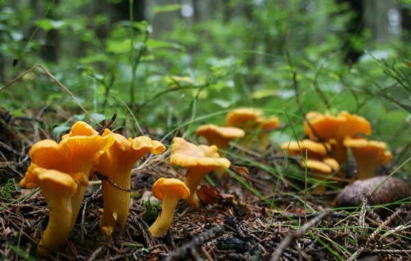 Самые полезные грибы – список, названия, описание, фото и видео